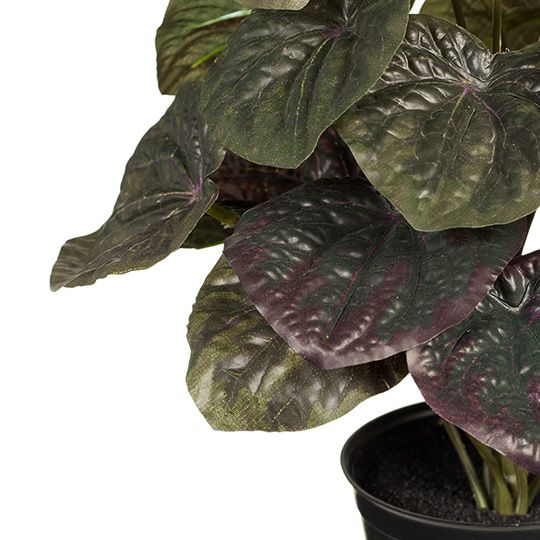 6 x Peperomia Caperata in Pot, Olive Green 26cmh (FI7965OL)