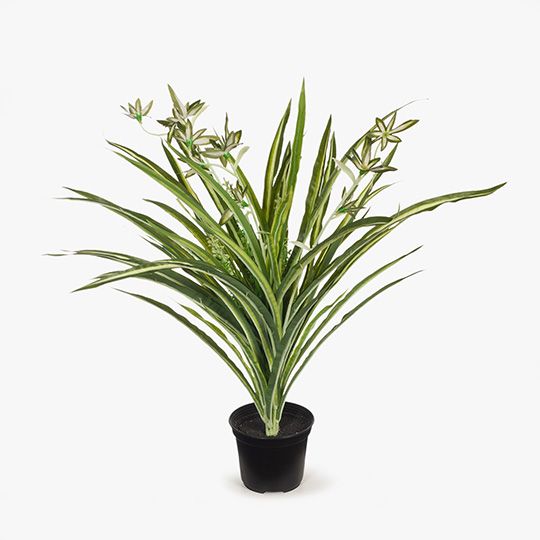 6 x Spider Plant in Pot, Green White 40cmh (FI8023GW)