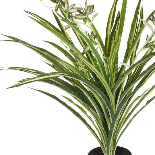 6 x Spider Plant in Pot, Green White 40cmh (FI8023GW)