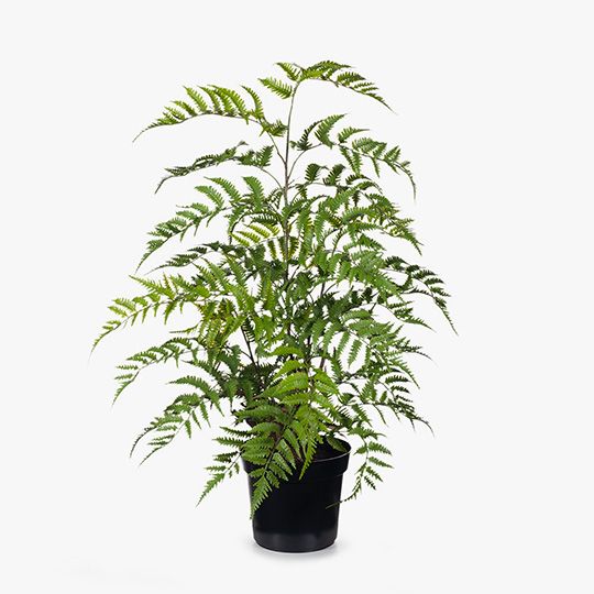 2 x Fern Cinnamon Plant, Green 96cmh (FI8082GR)