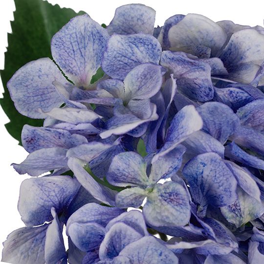 12 x Hydrangea Blue 62cml (FI8126BL)