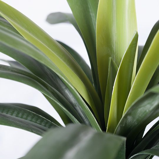 2 x Yucca Plant, Green 46cmh x 60cmd (FI8153GR)