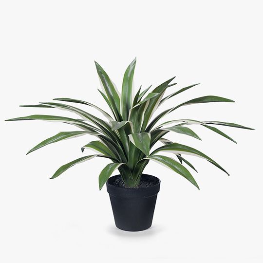 2 x Yucca Plant, Variegated 46cmh ... (FI8153VG)