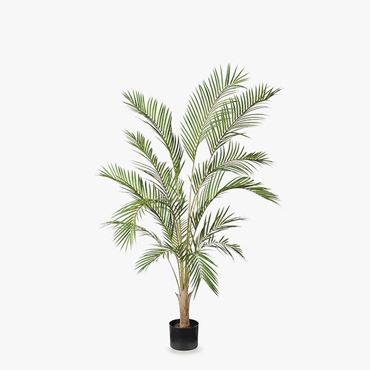 2 x Palm Phoenix Tree, Green 145cmh (FI8154GR)