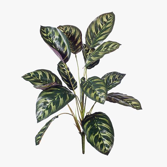 12 x Calathea Bush Dark Green 43cml (FI8161DG)