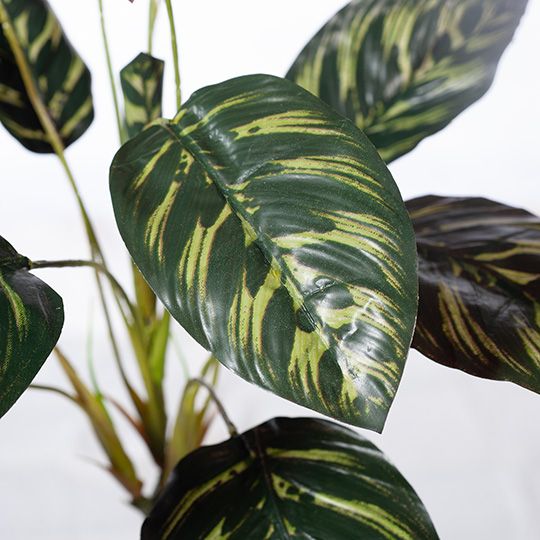 12 x Calathea Bush Dark Green 43cml (FI8161DG)