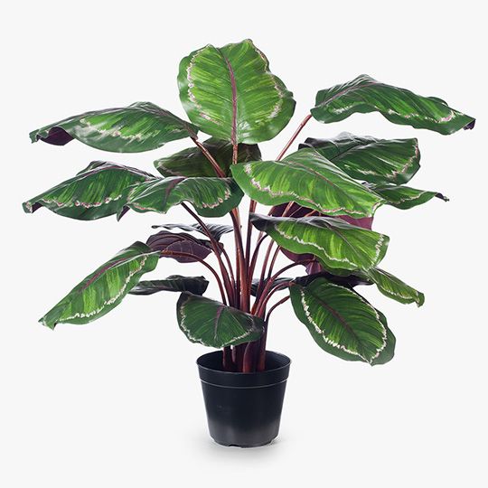 2 x Calathea Plant, Green Burgundy 86cmh (FI8164GRBU)