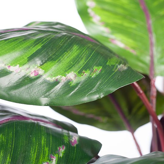 2 x Calathea Plant, Green Burgundy 86cmh (FI8164GRBU)