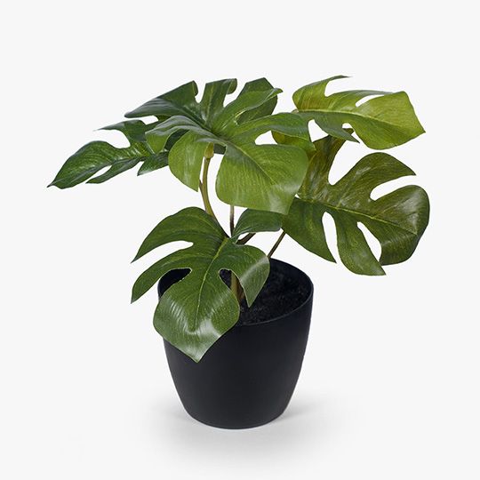 12 x Monstera in Pot, Green 15cmh (FI8173GR)