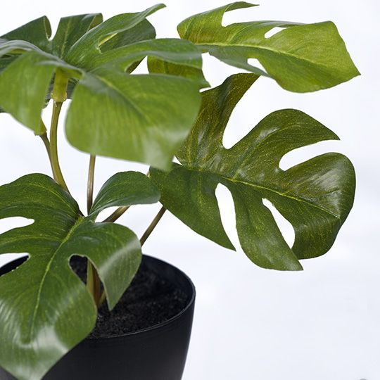 12 x Monstera in Pot, Green 15cmh (FI8173GR)