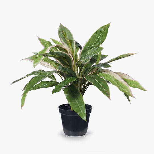 2 x Cordyline Plant, Green Pink 40cmh (FI8181GP)