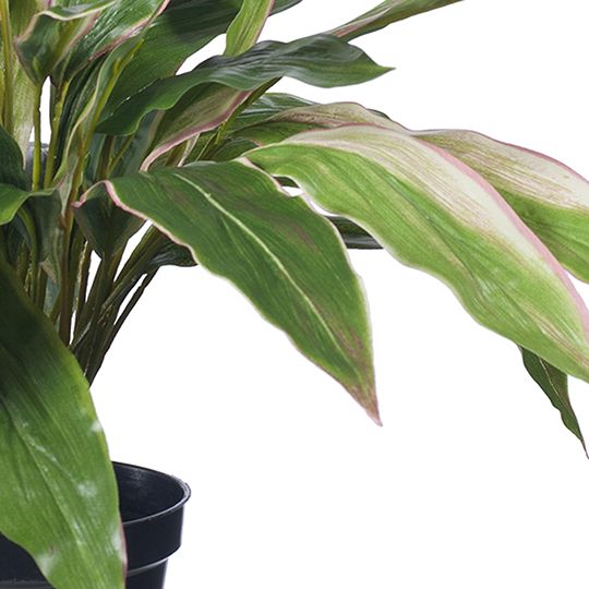 2 x Cordyline Plant, Green Pink 40cmh (FI8181GP)