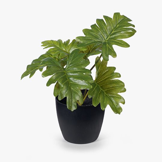 12 x Philodendron Selloum in Pot, Green 15cmh (FI8174GR)