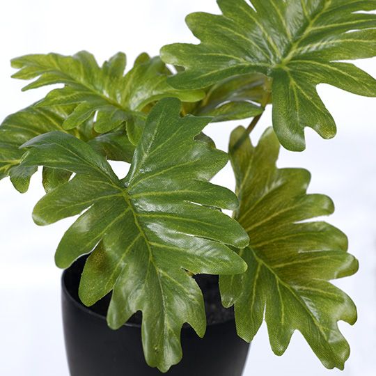 12 x Philodendron Selloum in Pot, Green 15cmh (FI8174GR)