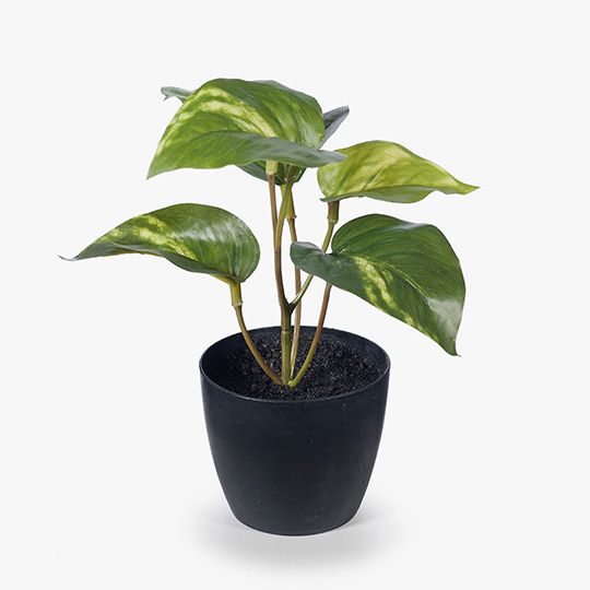 12 x Pothos in Pot, Variegated 15cmh (FI8175VG)