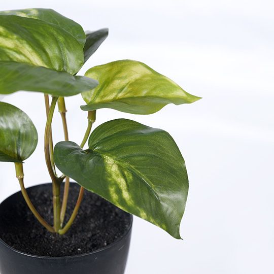 12 x Pothos in Pot, Variegated 15cmh (FI8175VG)