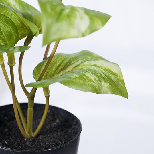 12 x Pothos Marble in Pot, Variegated 15cmh (FI8176VG)