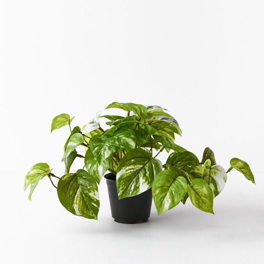 6 x Pothos Marble in Pot, Variegated 20cmh (FI8189VG)