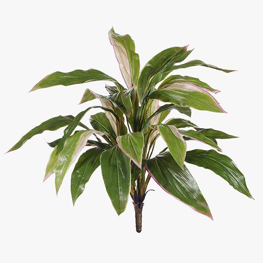 12 x Cordyline Bush Green Pink 50cml (FI8190GP)