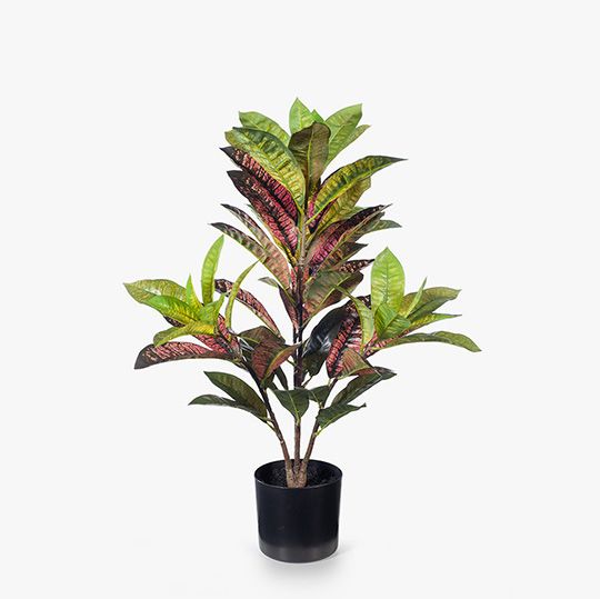 2 x Croton Plant, Green Red 63cmh (FI8187GRD)