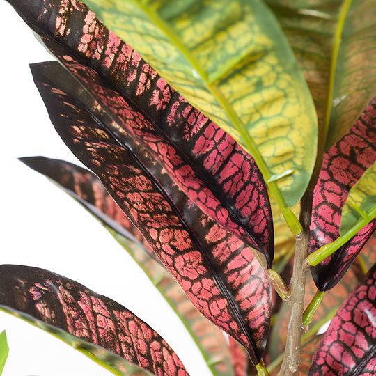 2 x Croton Plant, Green Red 63cmh (FI8187GRD)