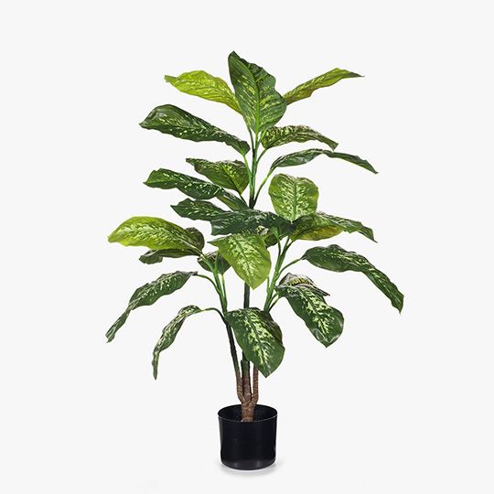 2 x Dieffenbachia Plant, Green Yellow 105cmh (FI8198GRY)