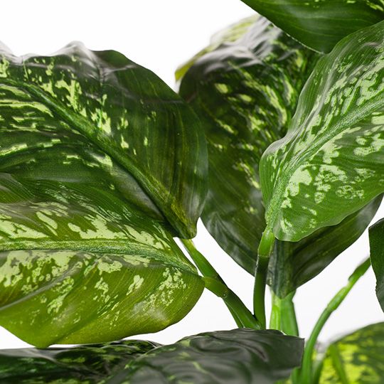 2 x Dieffenbachia Plant, Green Yellow 105cmh (FI8198GRY)