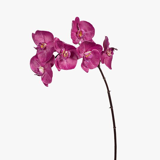 12 x Orchid Phalaenopsis x6 Fuschia 86cml (FI6596FU)