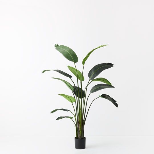 2 x Bird of Paradise Plant, Green 183cmh (FI8222GR)