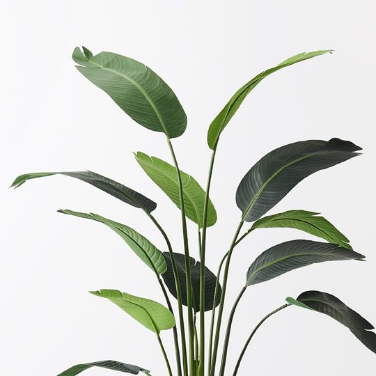 2 x Bird of Paradise Plant, Green 183cmh (FI8222GR)