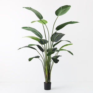 2 x Bird of Paradise Plant, Green 243cmh (FI8223GR)