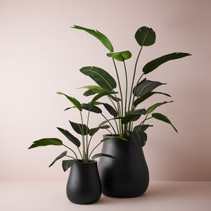 2 x Bird of Paradise Plant, Green 243cmh (FI8223GR)