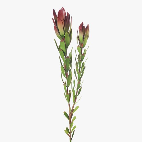 12 x Protea Leucadendron Burgundy Green 81cml (FI8227BG)