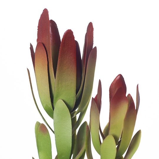 12 x Protea Leucadendron Burgundy Green 81cml (FI8227BG)