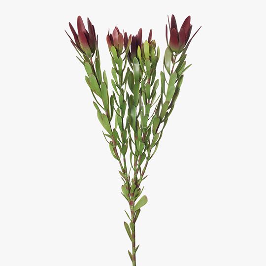 12 x Protea Leucadendron Spray Burgundy Green 82cml (FI8228BG)