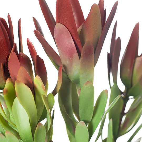 12 x Protea Leucadendron Spray Burgundy Green 82cml (FI8228BG)