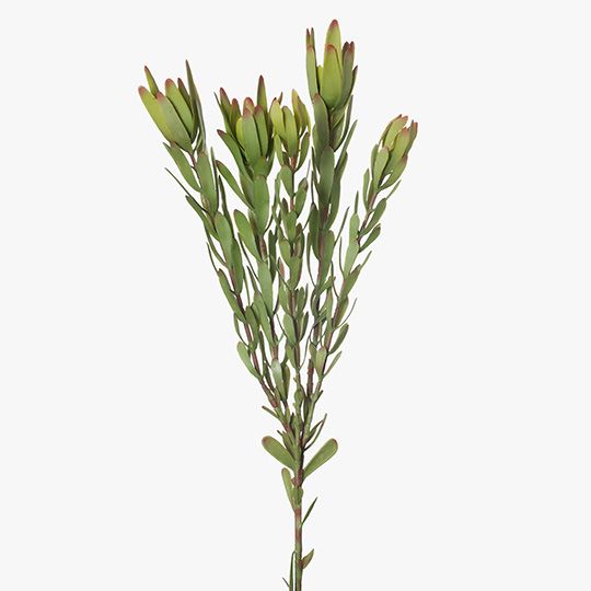 12 x Protea Leucadendron Spray Green 82cml (FI8228GR)