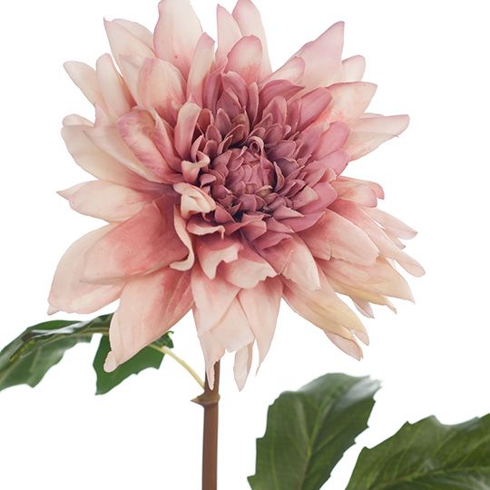 12 x Dahlia Star Dusty Mauve 50cml (FI8266DM)