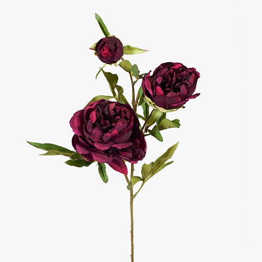 12 x Peony x3 Burgundy 74cml (FI6650BU)