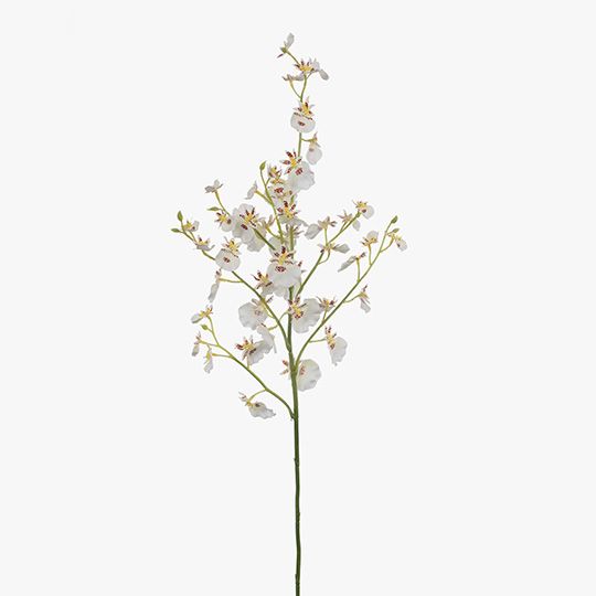 12 x Orchid Dancing White 73cml (FI8279WH)