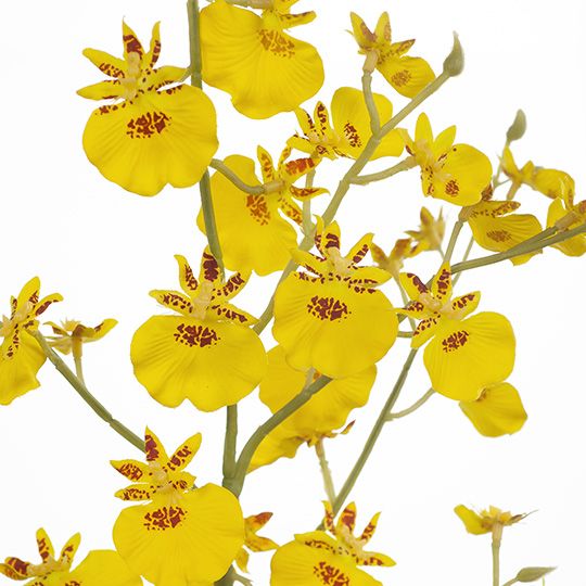 12 x Orchid Dancing Yellow 73cml (FI8279YE)