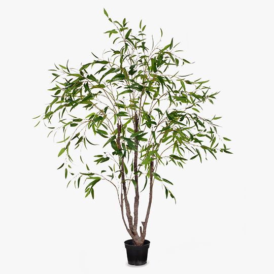 Eucalyptus Tree, Green 245cmh (FI8284GR)