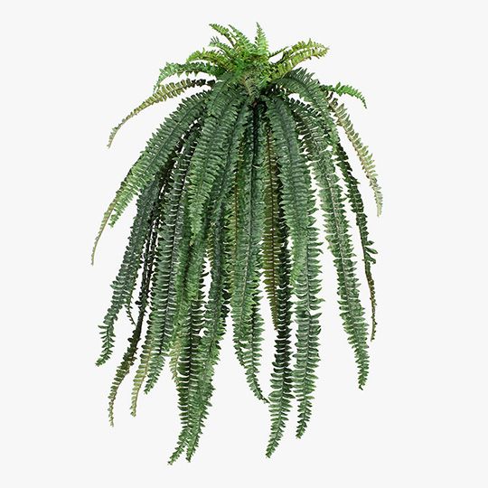 2 x Fern Boston Hanging Bush Green 147cml (FI8291GR)