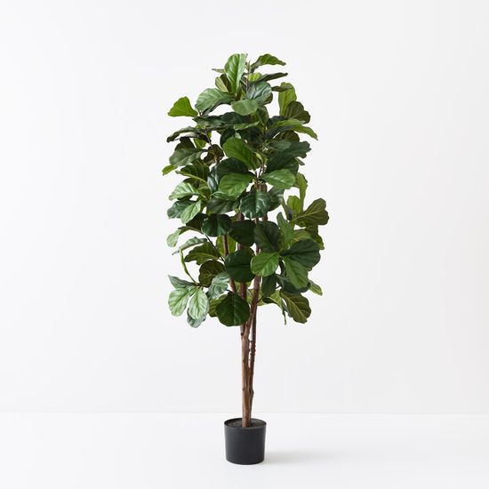2 x Fiddle Leaf Tree, Green 183cmh (FI8301GR)