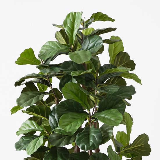 2 x Fiddle Leaf Tree, Green 183cmh (FI8301GR)