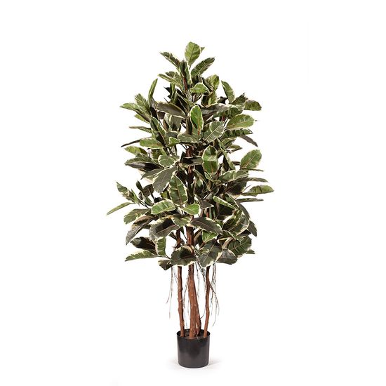 2 x Rubber Tree, Variegated 170cmh
