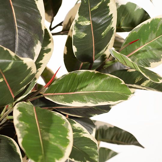 2 x Rubber Tree, Variegated 170cmh
