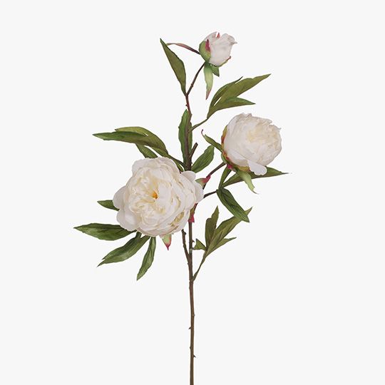 12 x Peony x3 White 74cml (FI6650WH)