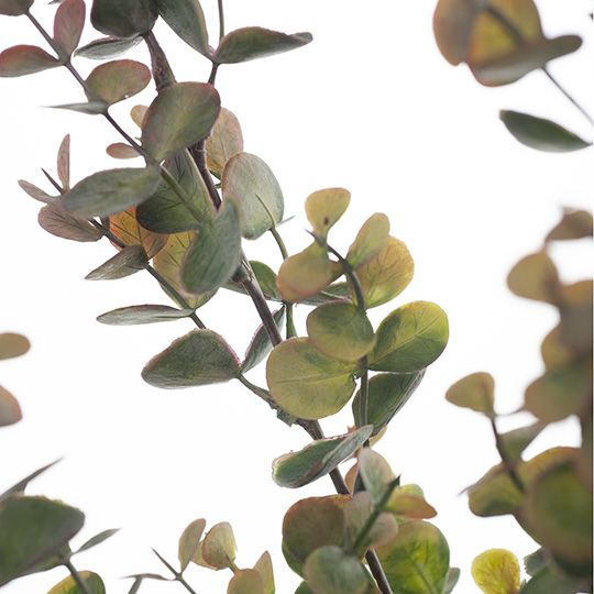 12 x Eucalyptus Bush Olive Green 60cml (FI8316OL)