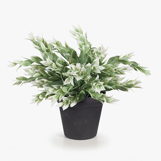 6 x Ruscus Bush in Pot, Green White 24cmw... (FI8337GW)